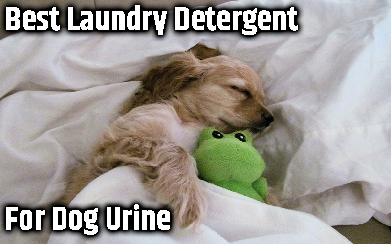 Best Laundry Detergent for Dog Urine