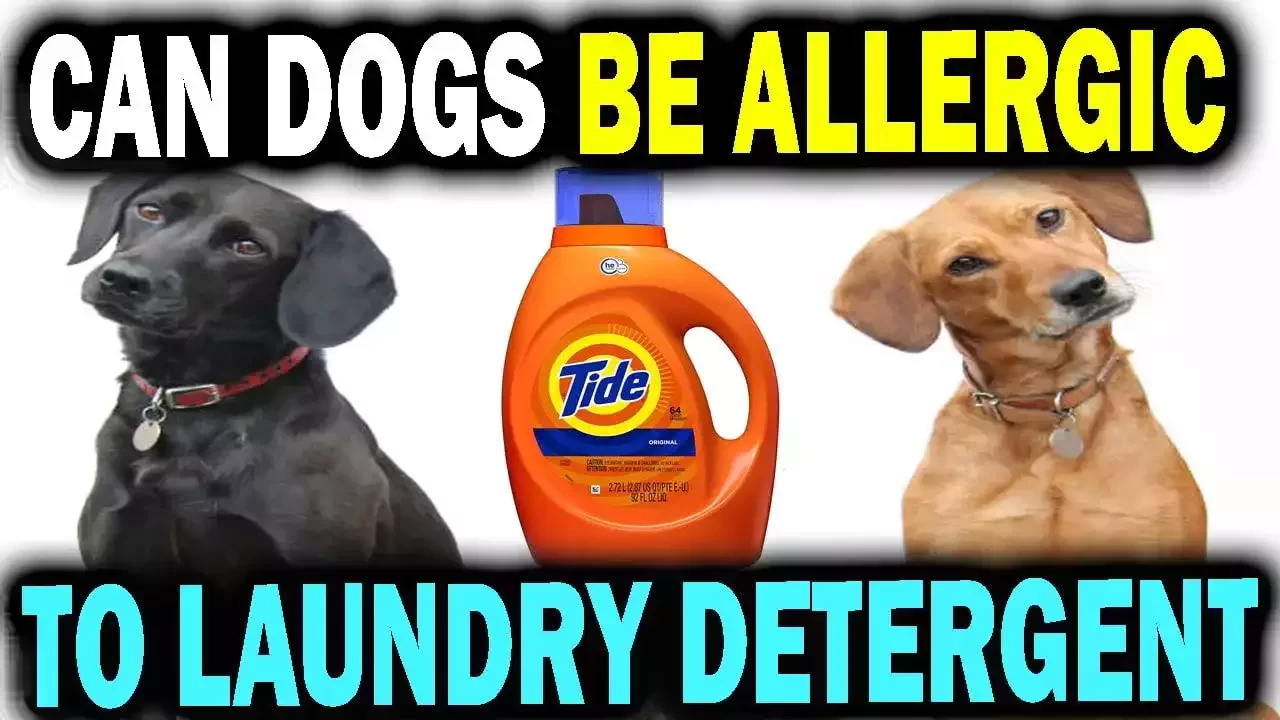 can dogs be allergic to laundry detergent
