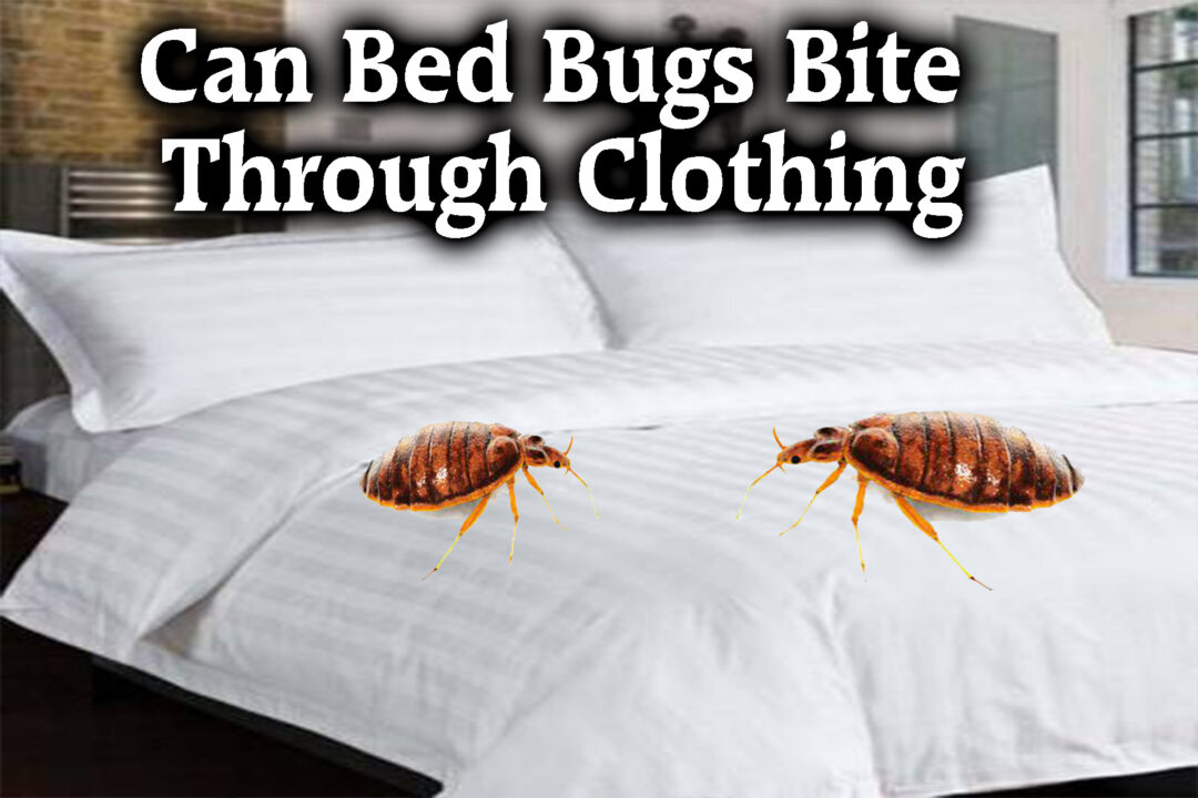 Can Bed Bugs Bite Through Clothing (2023 Best Guide)