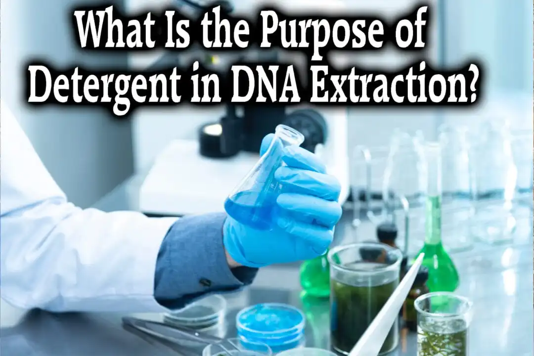 what is the purpose of detergent in dna extraction