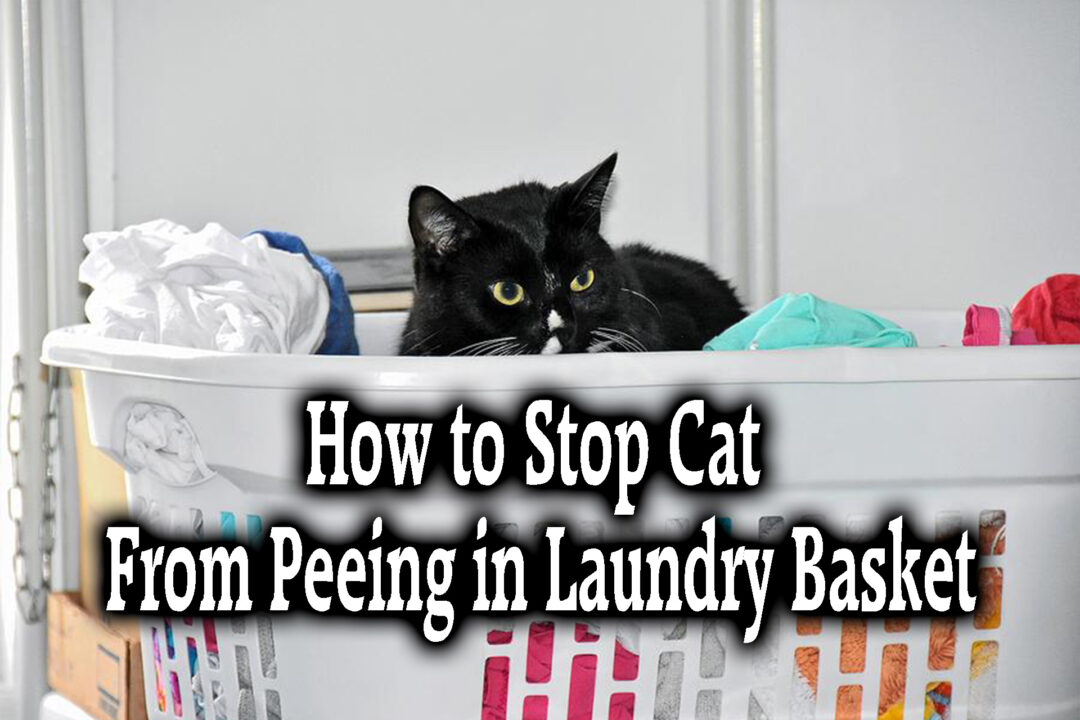 How to Stop Cat From Peeing in Laundry Basket