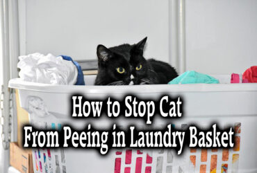 How to Stop Cat From Peeing in Laundry Basket