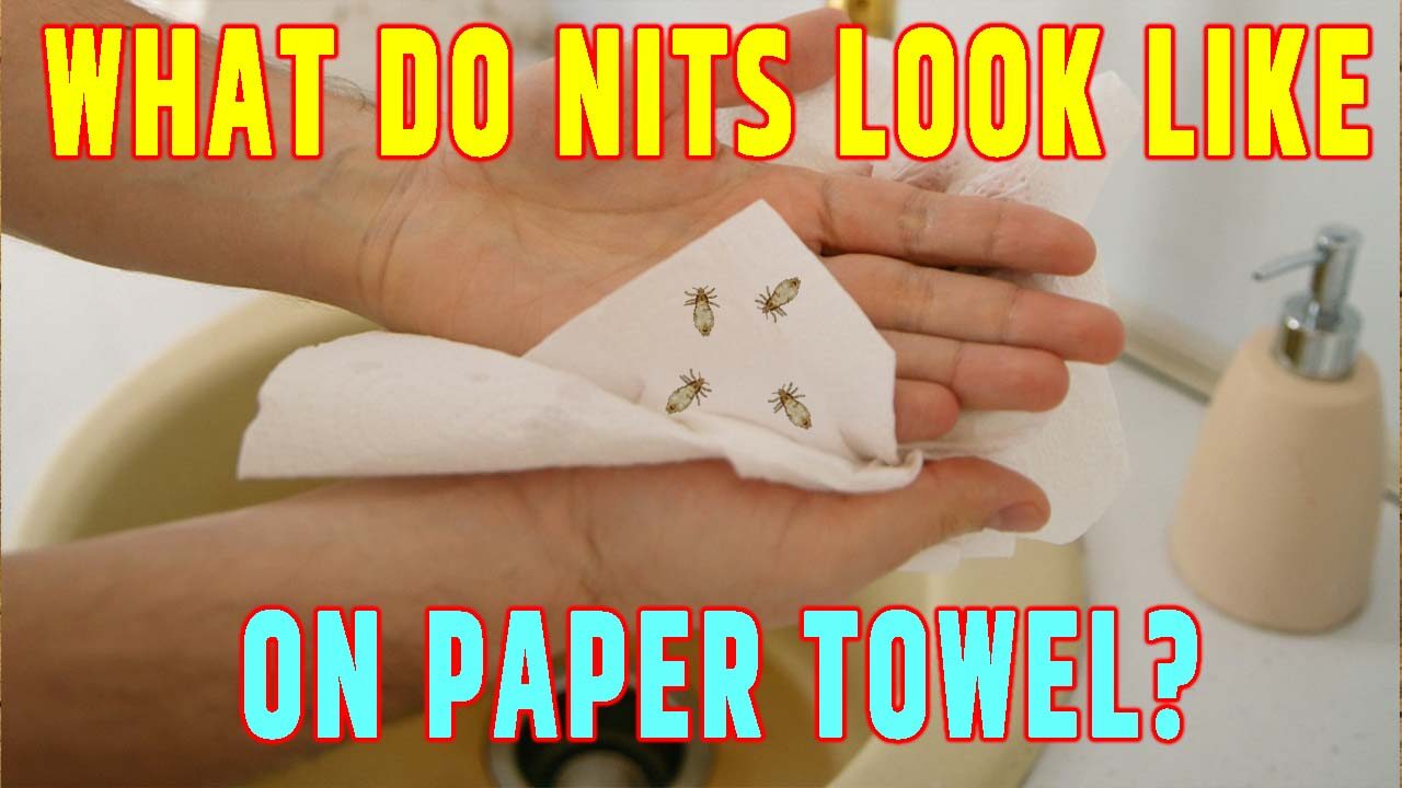 What Do Nits Look Like on Paper Towel