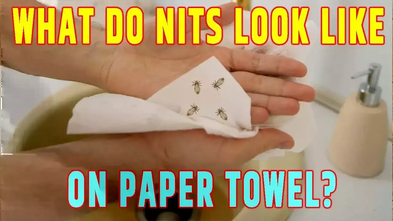 what do nits look like on paper towel