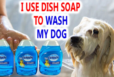 Can I Use Dish Soap to Wash My Dog