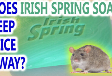 does irish spring soap keep mice away